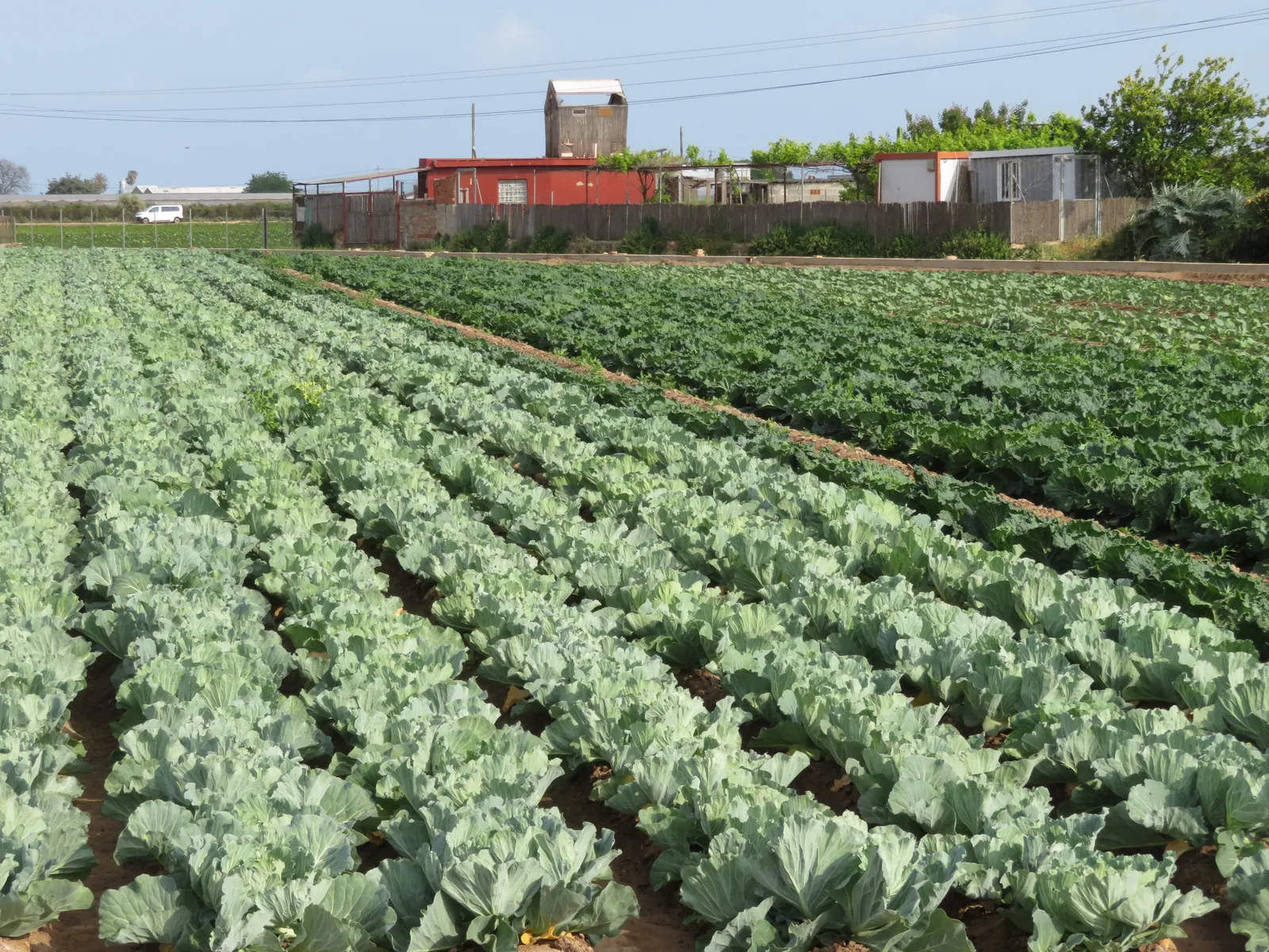 Rows of cabbages in a field with farm buildings behind, on the huerta north of Valencia