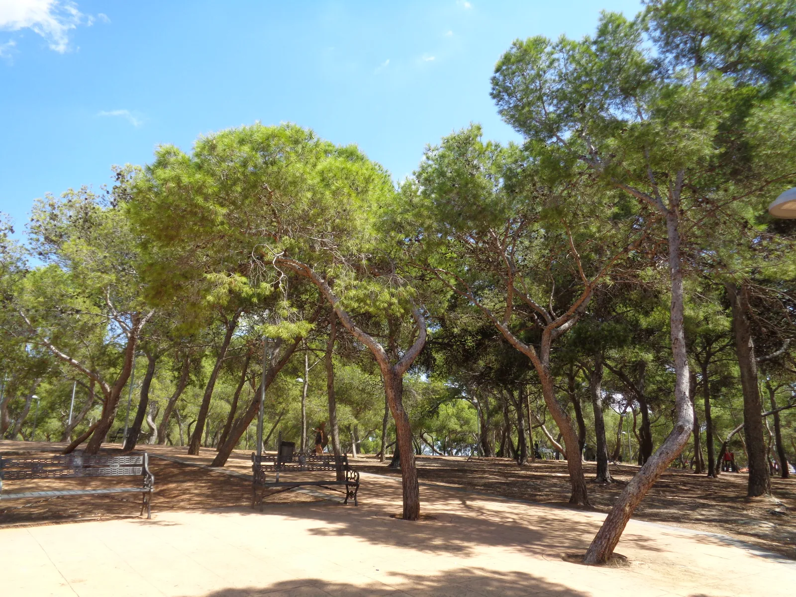Pine trees and benches in a sunny park
